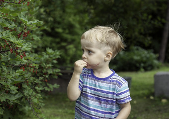 Little boy eating a red currant in a garden