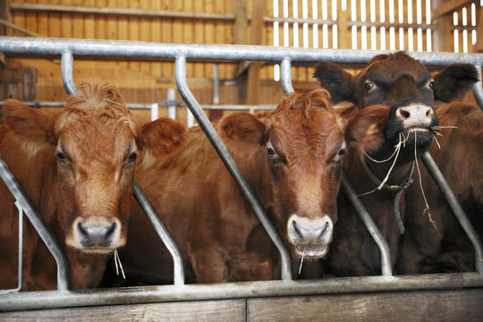 Sweden, Feeding of cows in cow shed