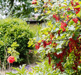 Johannisbeeren im Garten