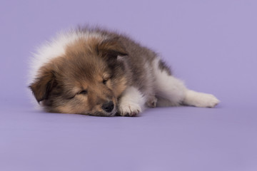 Cute shetland sheepdog puppy lying down sleeping on a purple background