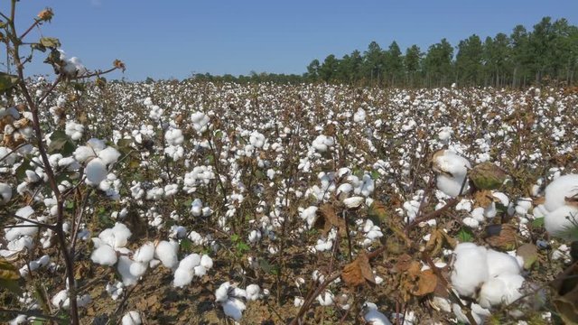 4K CLOSE UP: Agricultural field full of white cotton bolls