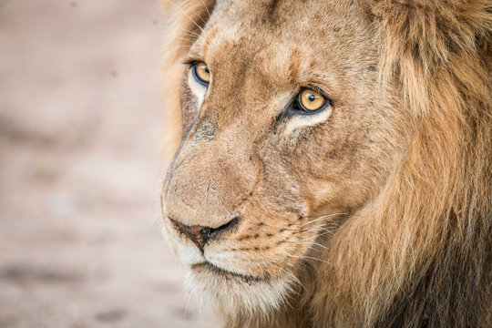 Lion starring in the Kruger National Park.