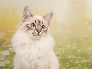 Pretty rag doll cat portrait with blue eyes on a flower spring background 
