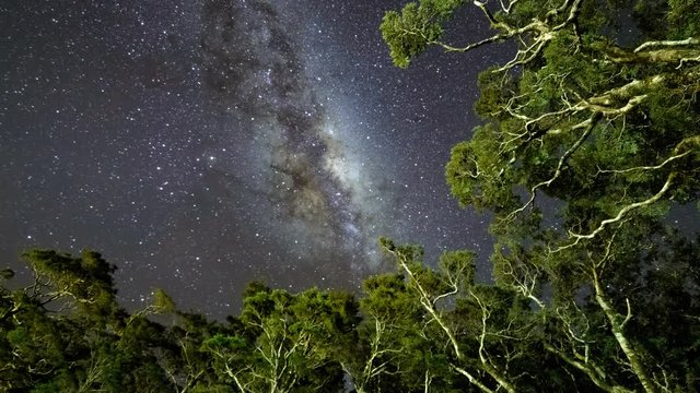 Milky Way Above Tree Tops, Milford Sound. Pan Left Down. Milford Sound, New Zealand