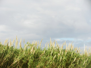 plants, grass and sky