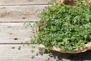 Ernte von Gartenkräutern, geernteter Majoran in einem Korb
