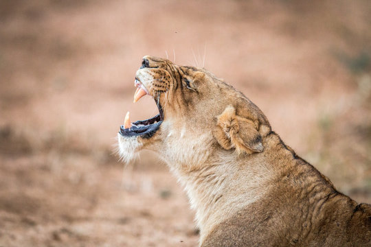 Lioness yawning in the Kruger National Park.