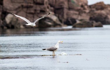 active sea gulls seagulls over blue sea ocean birds