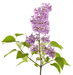 Lilac flower isolated on white background. (Syringa vulgaris) 