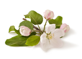 Apple branch with blossoms, isolated on white background 