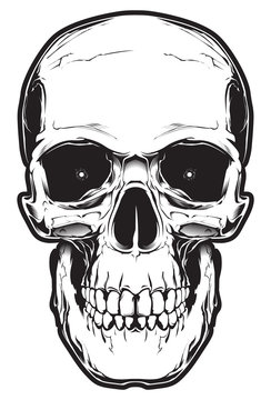 The image of the skull. Vector illustration. Isolated on white.