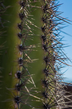 Desert Cactus With Prickly Needle Bards