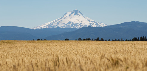 Wheat Field in front of Mt. Hood, Oregon
