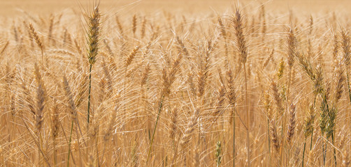 Oregon Wheat Field