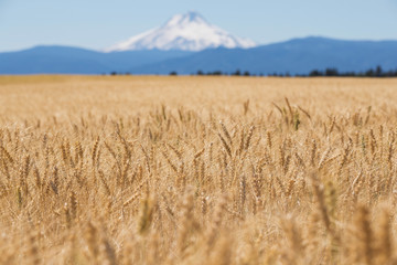 Wheat Field in front of Mt. Hood, Oregon