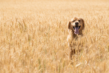 Golden Retriever Dog in wheat field - Powered by Adobe