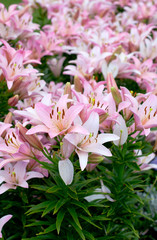 pink lilies growing