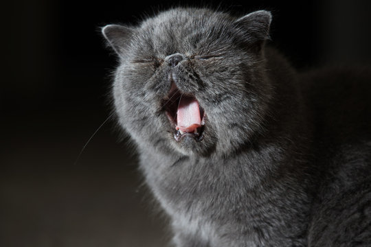 Grey Short Haired Persian Cat