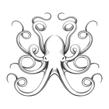 Engraved octopus vector illustration. Hand drawn giant octopus isolated on white background