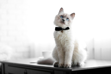 Color-point cat with bow tie sitting on black table in living room