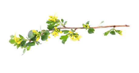 Spring branch isolated on white
