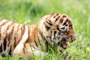 Baby tiger lying on grass