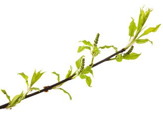 Bird cherry stem with buds isolated on white background. Prunus padus