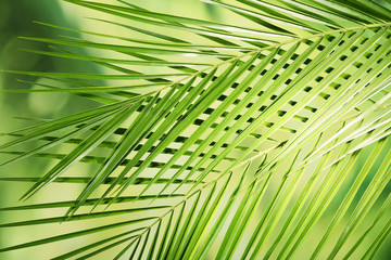 Green leaves background