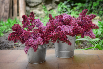 Purple lilac in  metal bucket outdoor