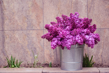 Purple lilac in metal bucket outdoor