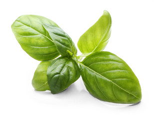 Basil leaves, isolated on white