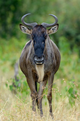 Naklejka na ściany i meble Wildebeest in National park of Africa