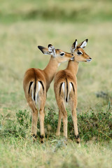 Impala on savanna in Africa