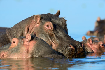 Hippo on lake in Africa
