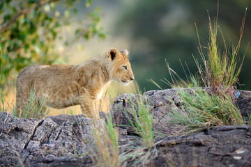 African lion cub