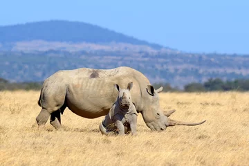 Papier Peint photo Lavable Rhinocéros Rhino dans la savane en Afrique