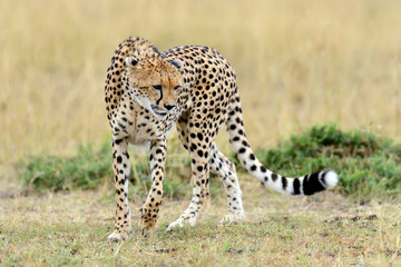 Cheetah on savannah in Africa