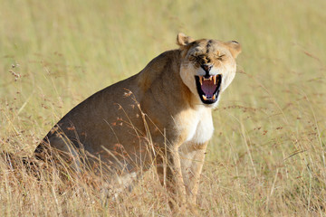 African lion in the Park South Africa