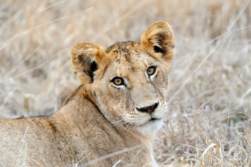 African lion in the Park South Africa