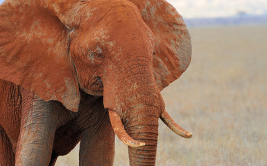 Naklejka na ściany i meble Elephant on savannah in Africa