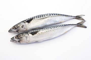 Fresh Mackerel Isolated on White