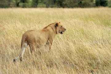African lion in the Park South Africa