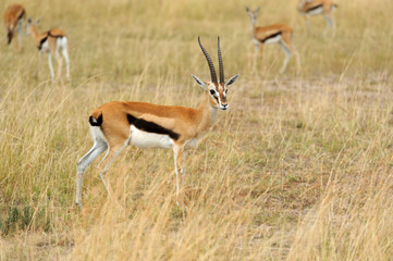 Naklejka na ściany i meble Thomson's gazelle on savanna in Africa