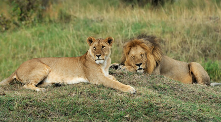 African lion in the Park South Africa