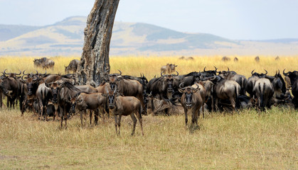Fototapeta na wymiar Wildebeest in National park of Africa