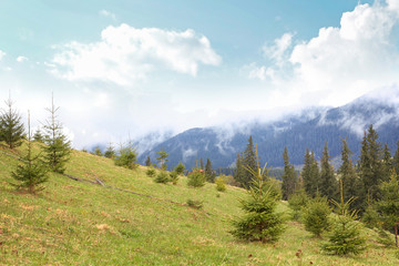 Summer forest on mountain slopes