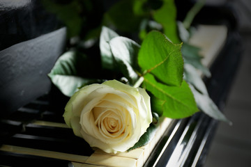 Beautiful white rose on piano keys, close up
