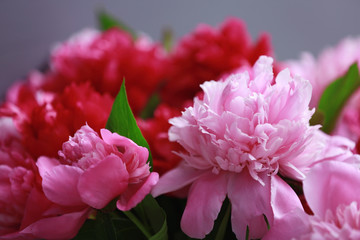 Beautiful peony bouquet, closeup
