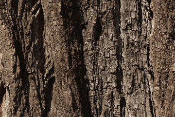 Bark tree background