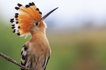 magnificent bird with bangs
